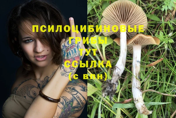 прущие грибы Волосово